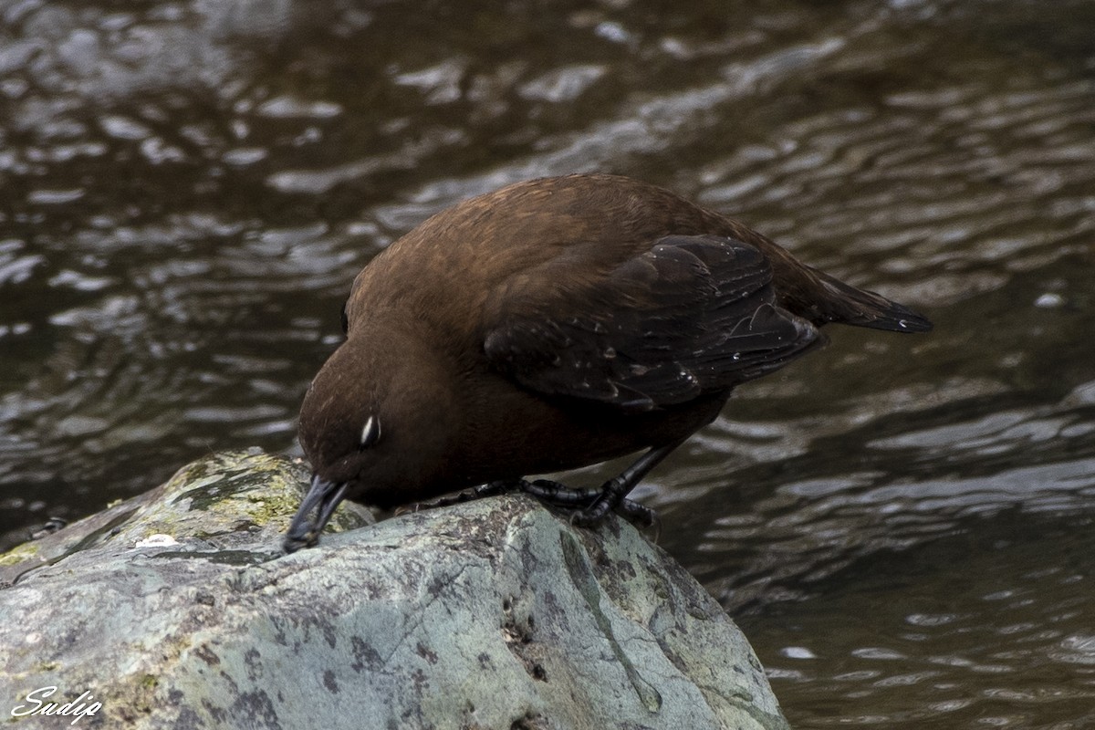 Brown Dipper - Sudip Ghosh