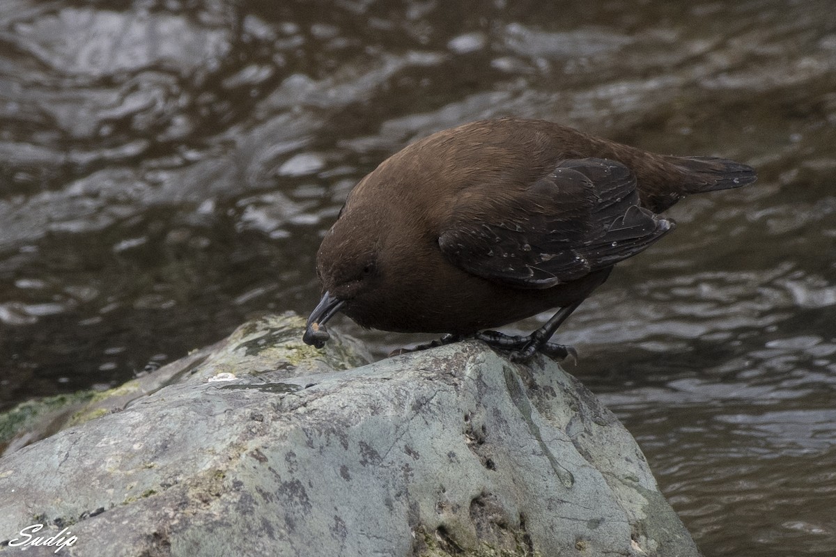 Brown Dipper - Sudip Ghosh