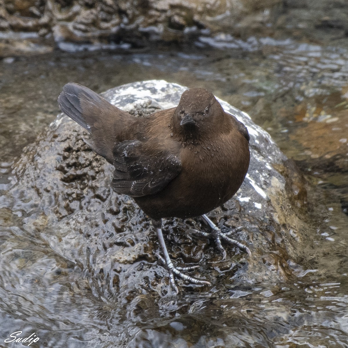 Brown Dipper - ML619489529