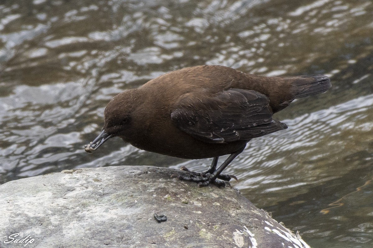 Brown Dipper - Sudip Ghosh