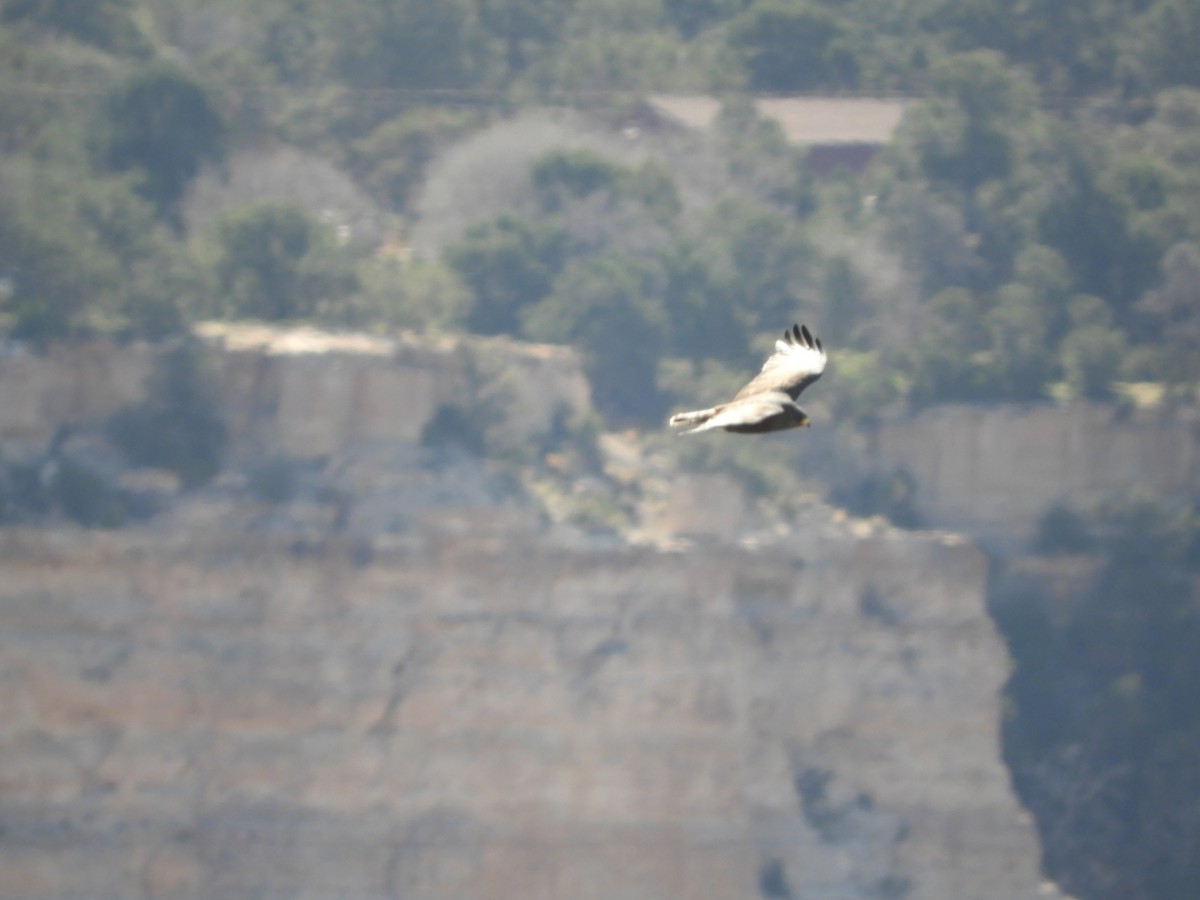 Zone-tailed Hawk - Thomas Bürgi