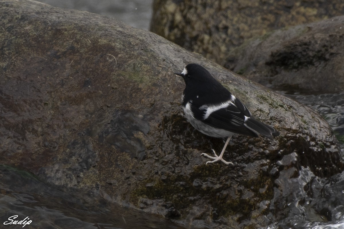 Little Forktail - Sudip Ghosh