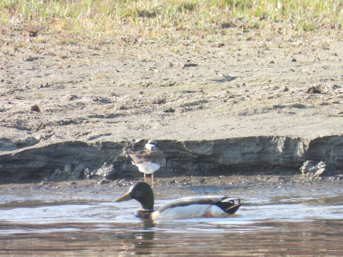 Mallard - Vince Hiebert