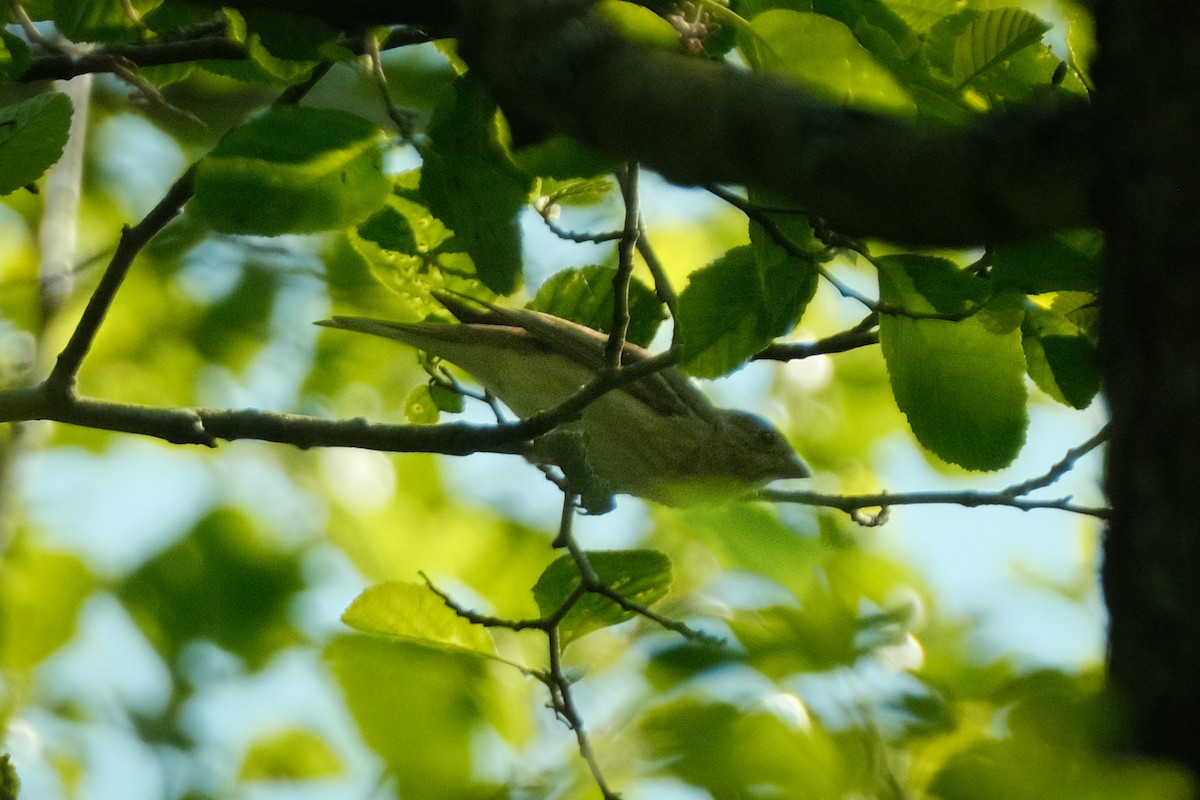 Common Rosefinch - Devin Marshall