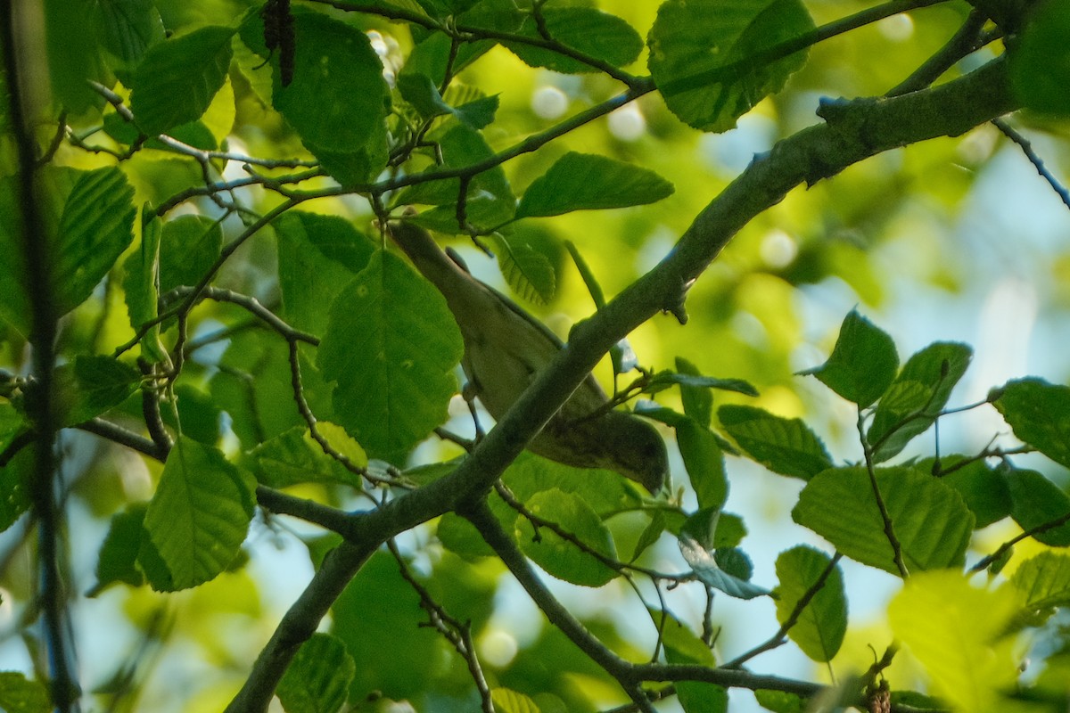 Common Rosefinch - Devin Marshall