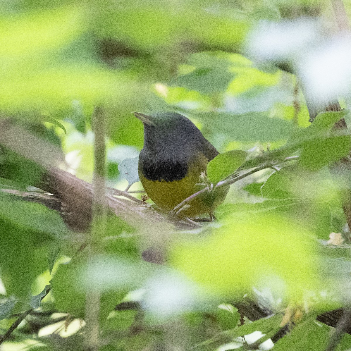 Mourning Warbler - Graham Deese