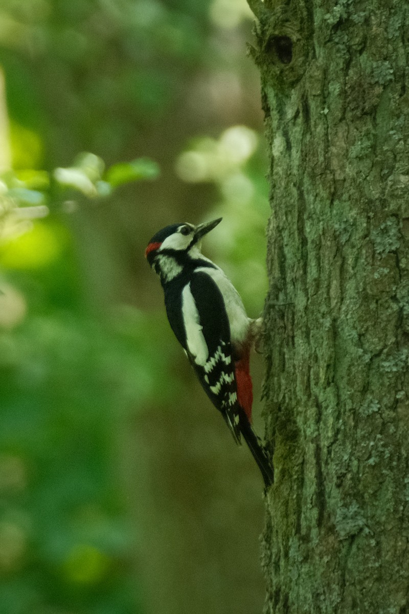 Great Spotted Woodpecker - Devin Marshall