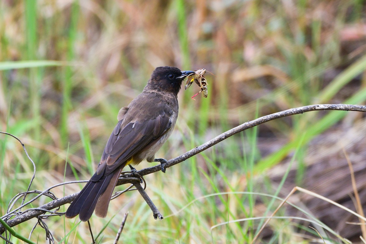 Bulbul des jardins - ML619489559