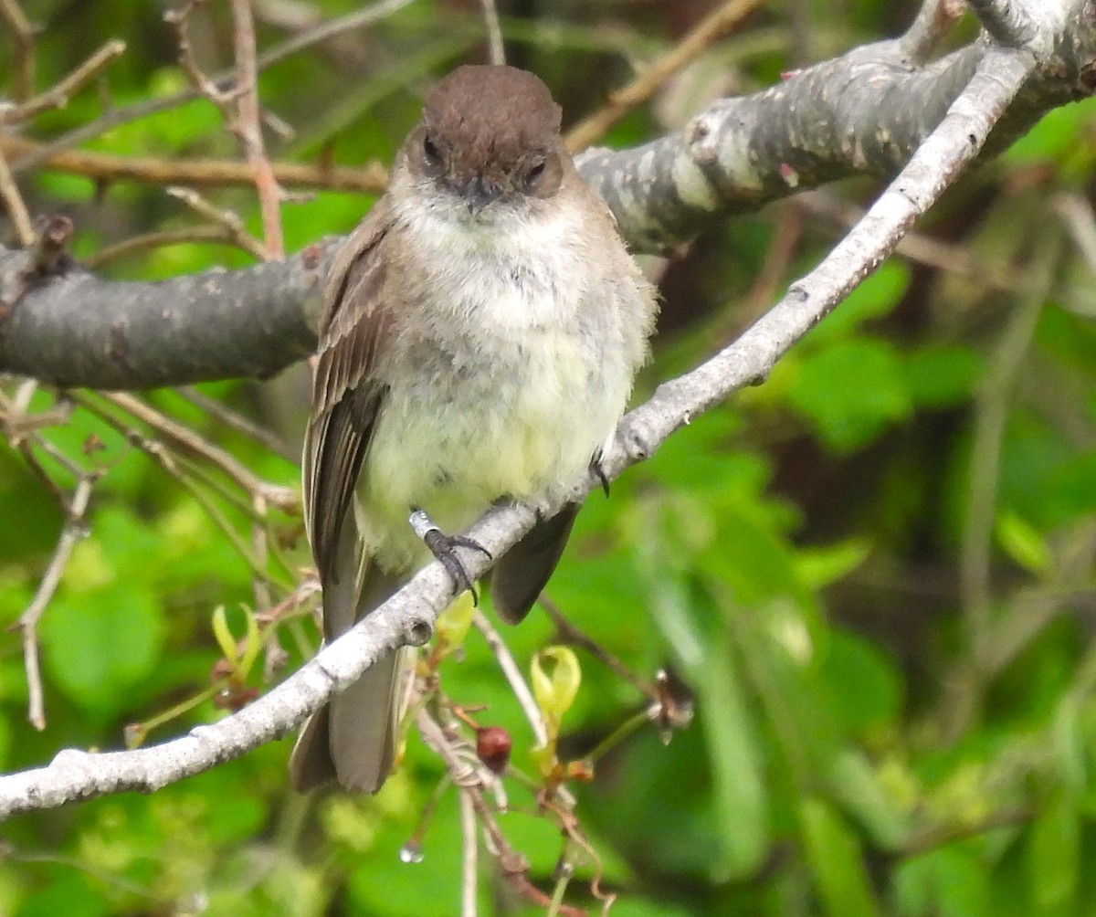 Eastern Phoebe - ML619489565