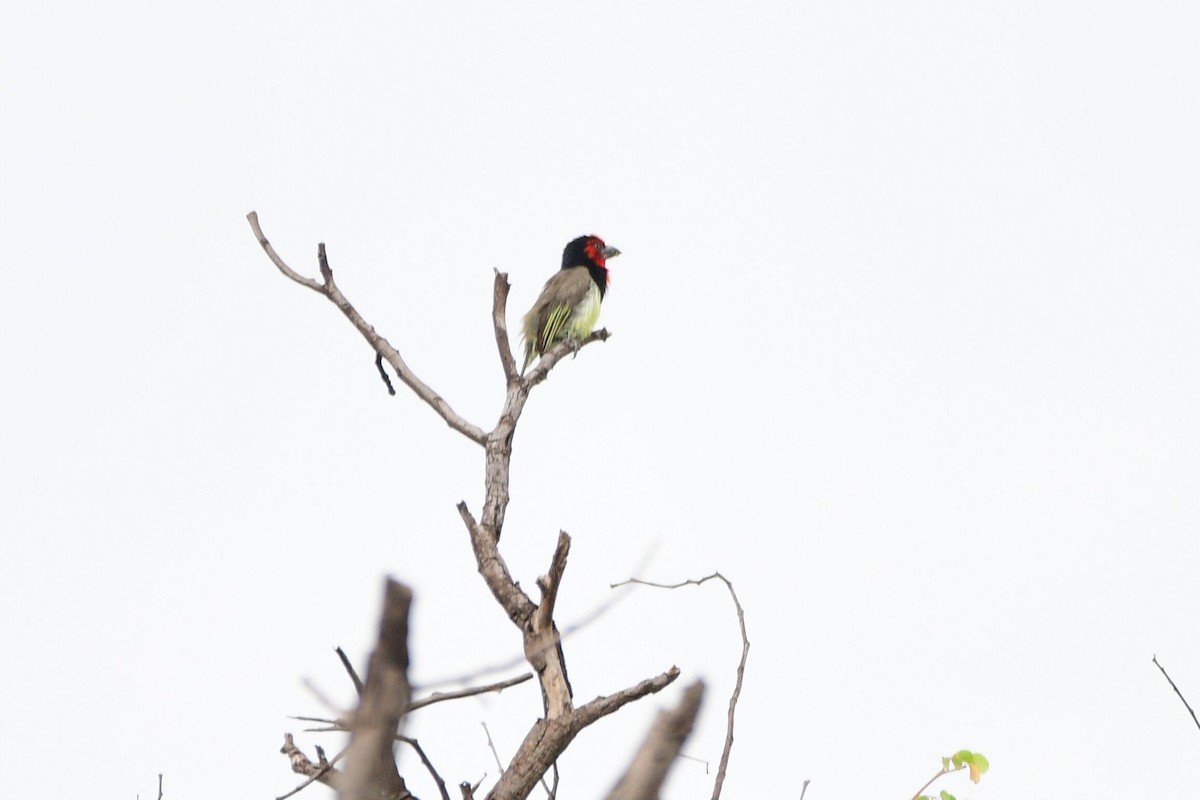 Black-collared Barbet - ML619489569