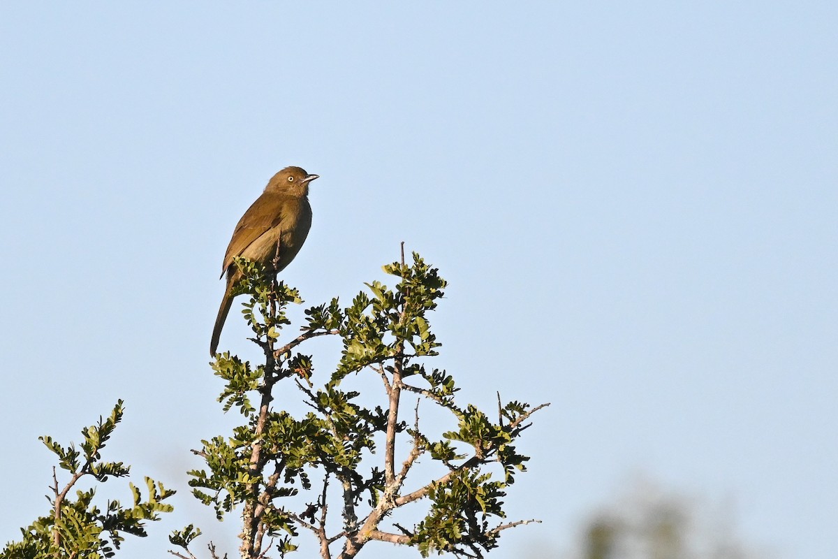 Sombre Greenbul - Marcelina Poddaniec