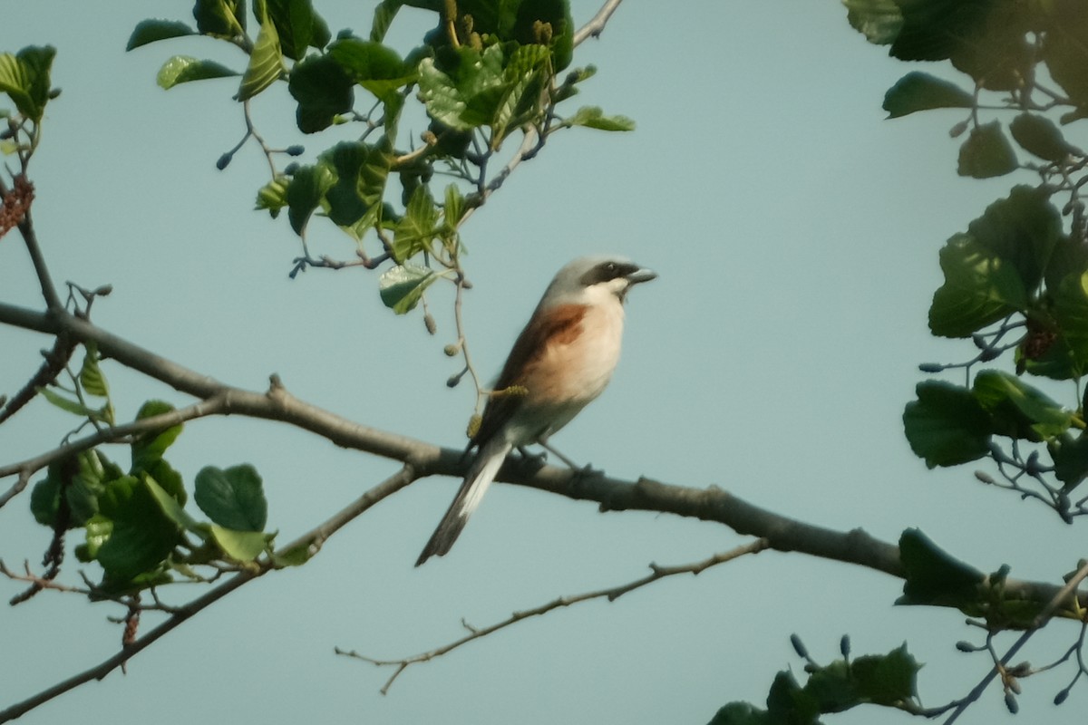 Red-backed Shrike - Devin Marshall