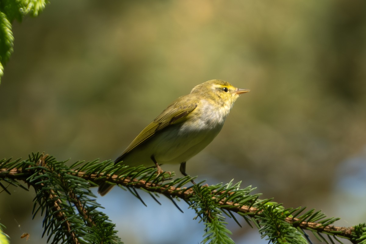 Wood Warbler - Devin Marshall