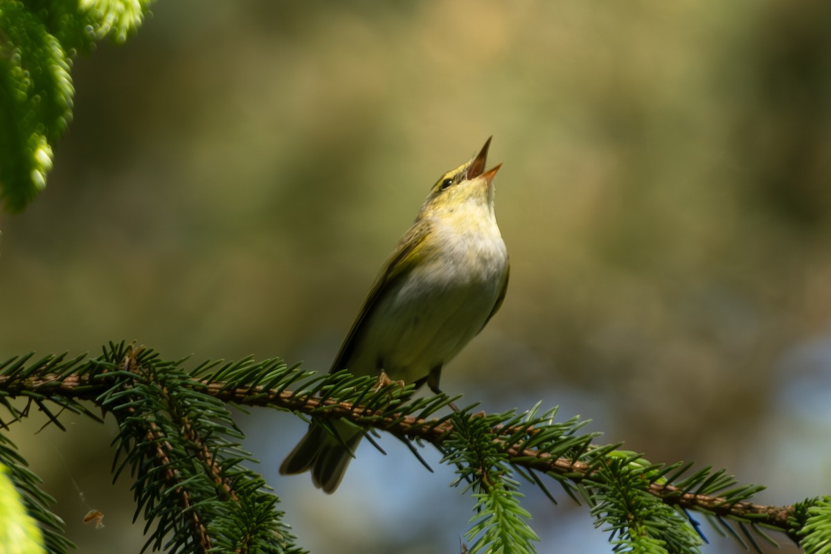 Wood Warbler - Devin Marshall