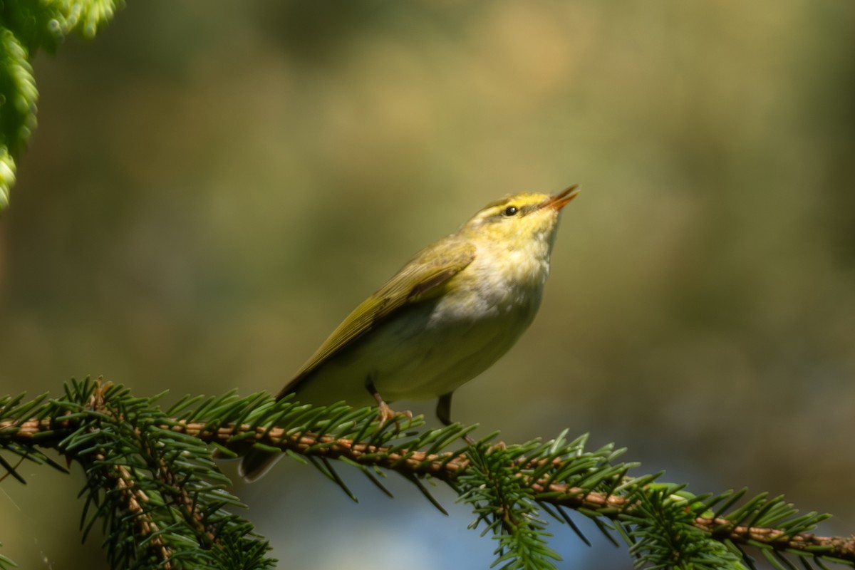 Wood Warbler - Devin Marshall