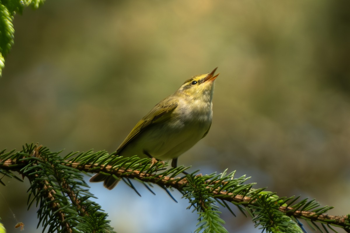 Wood Warbler - Devin Marshall