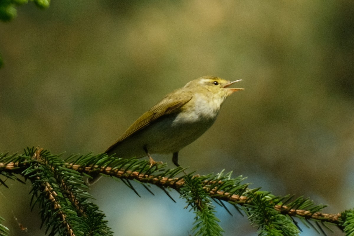 Wood Warbler - Devin Marshall