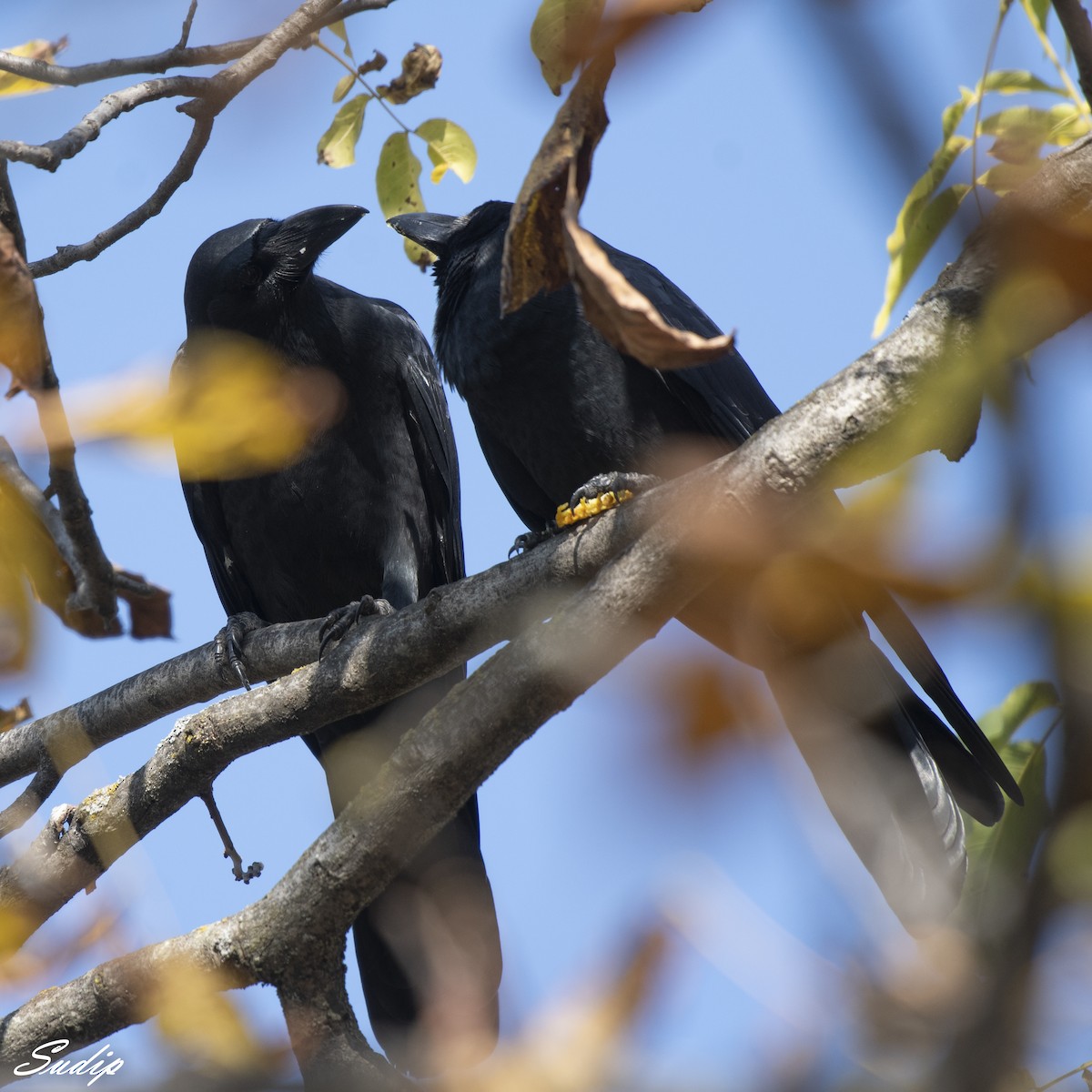 Large-billed Crow - Sudip Ghosh