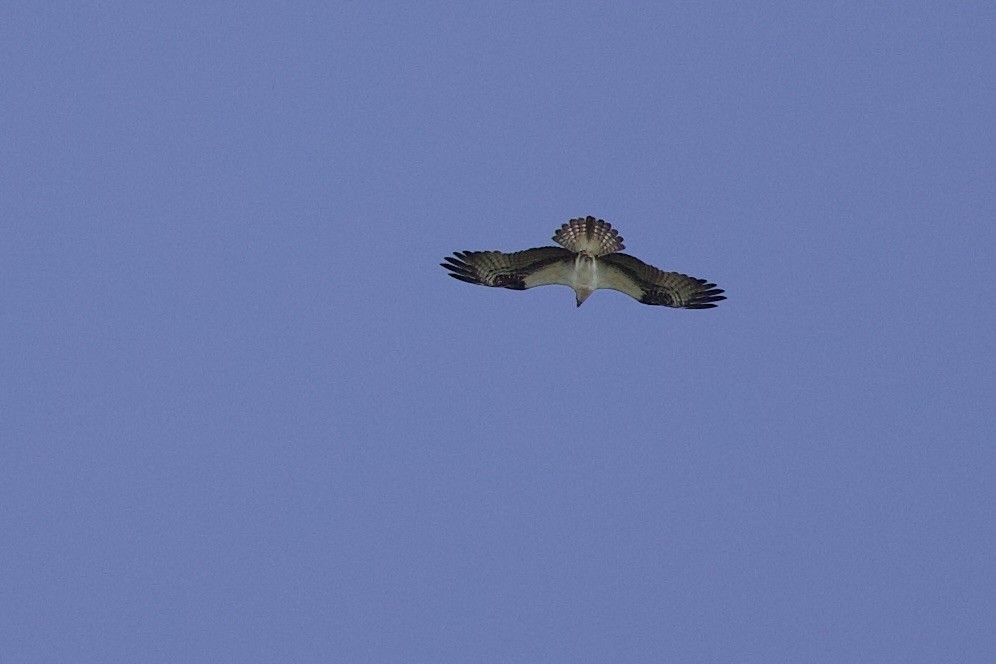 Osprey - Mimi Brenninkmeijer