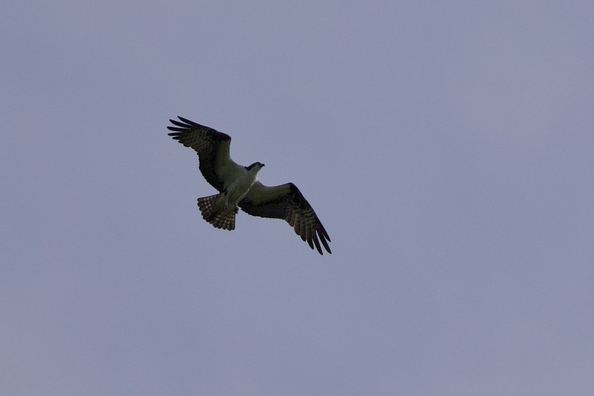 Osprey - Mimi Brenninkmeijer