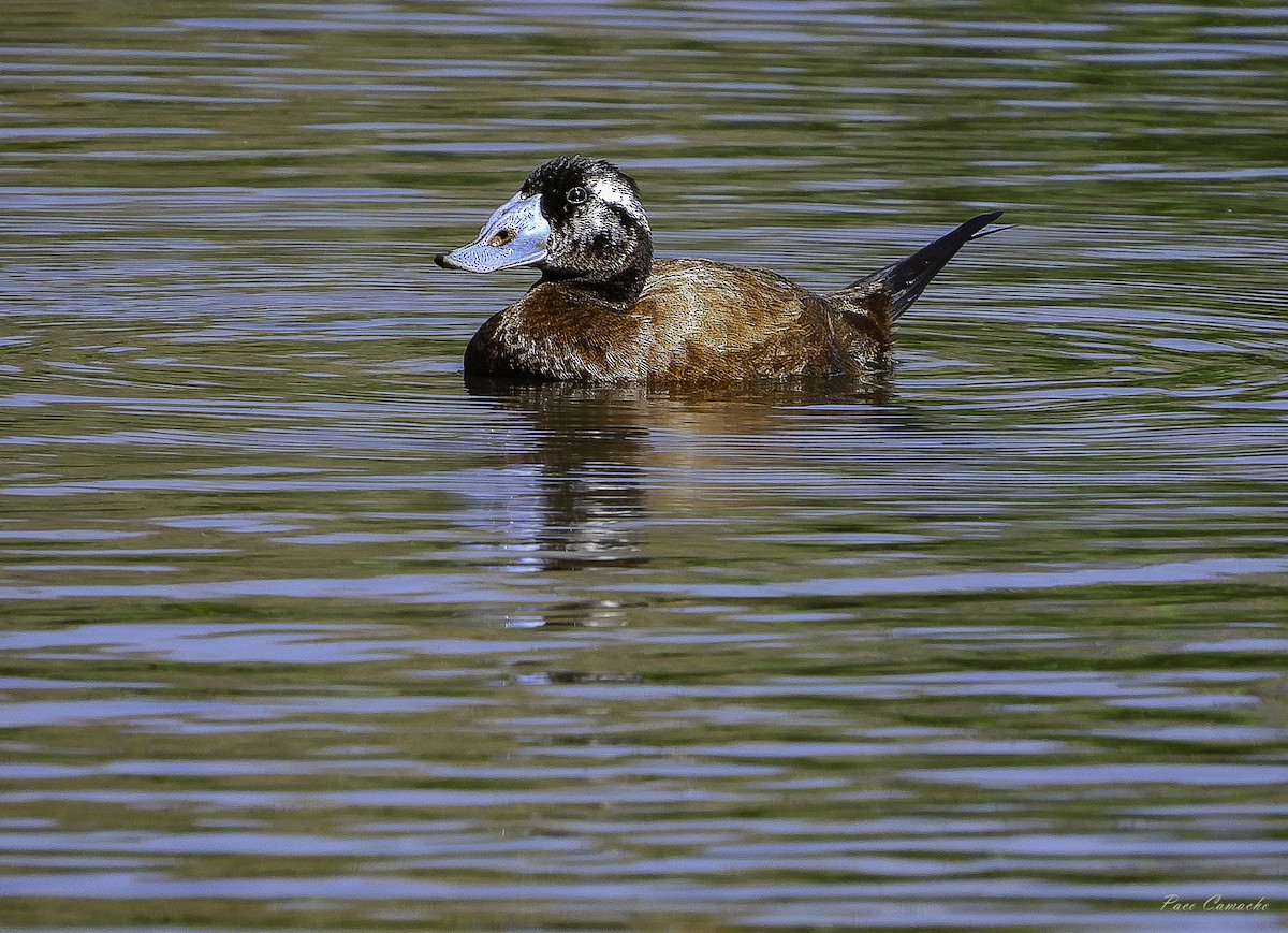 White-headed Duck - Paco Camacho