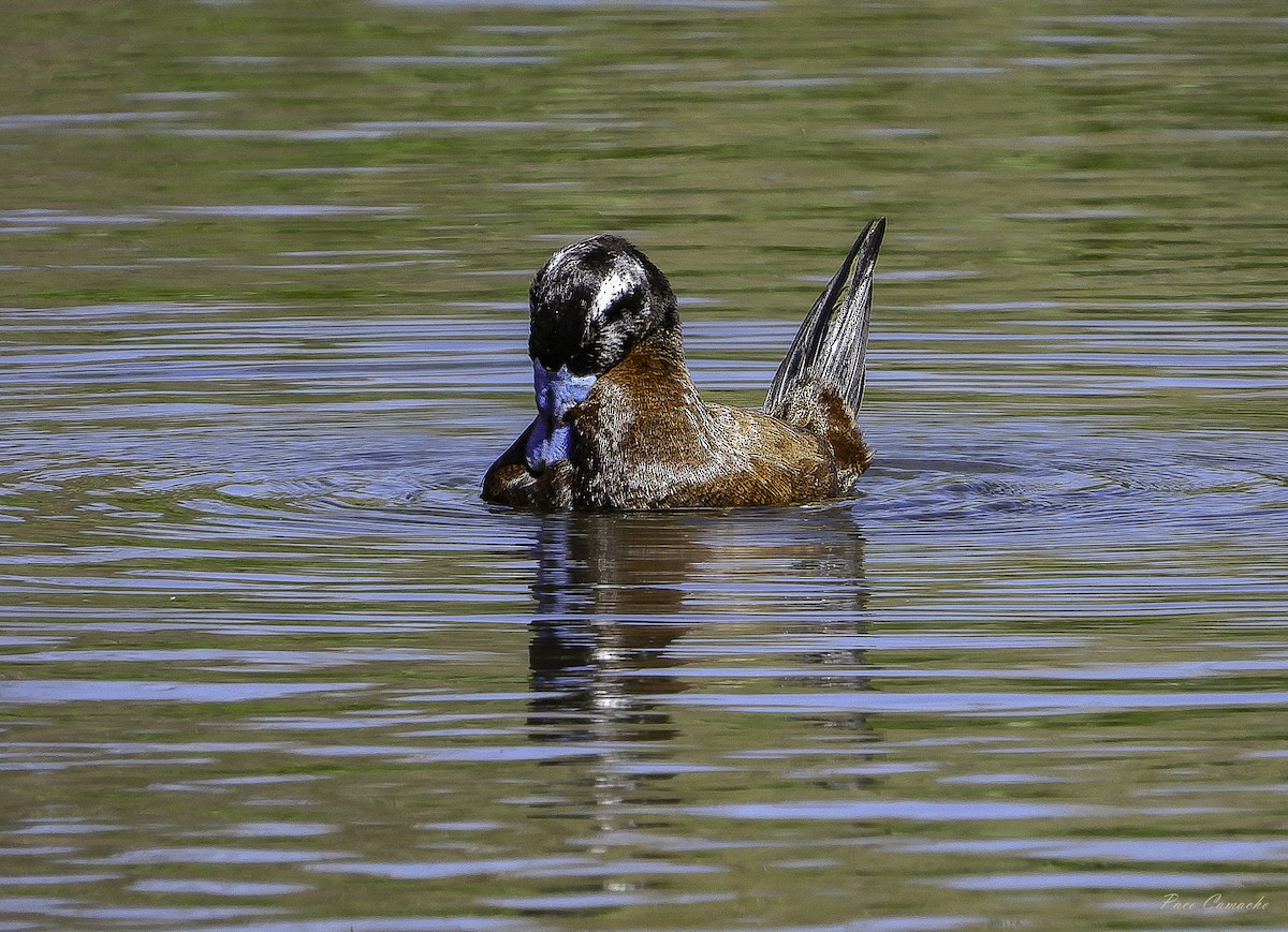 White-headed Duck - Paco Camacho