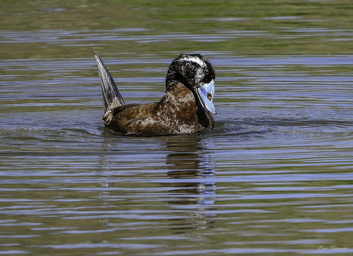 White-headed Duck - Paco Camacho