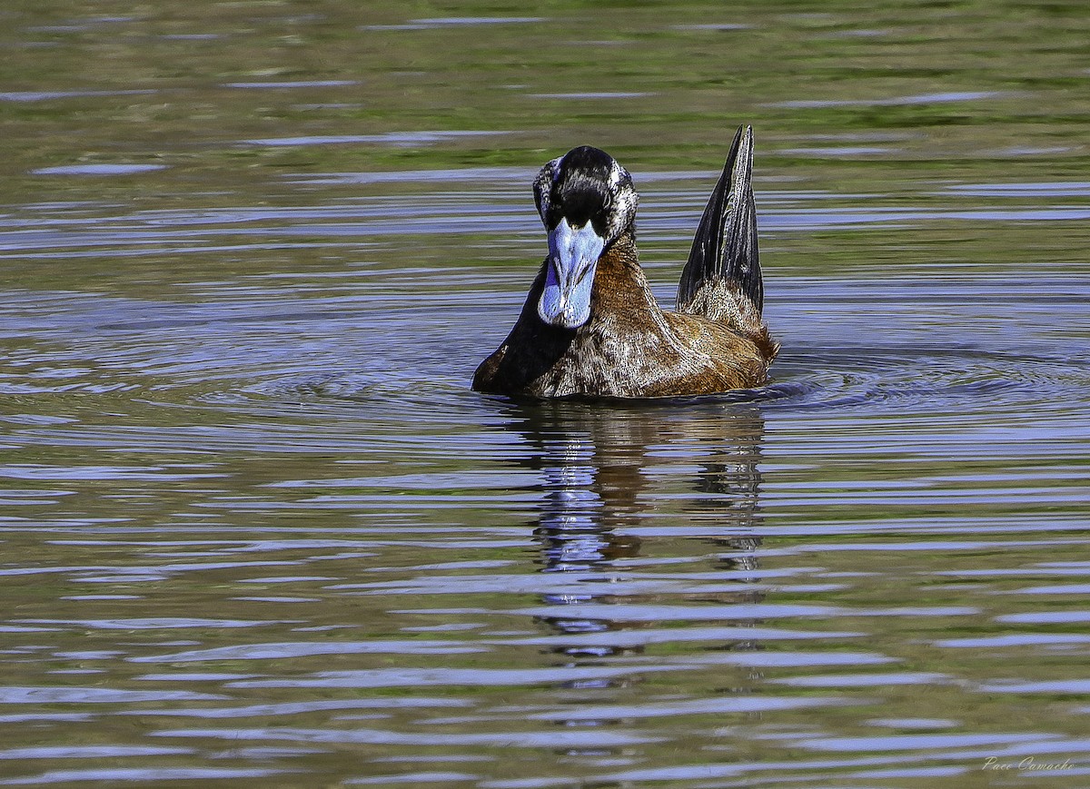 White-headed Duck - Paco Camacho