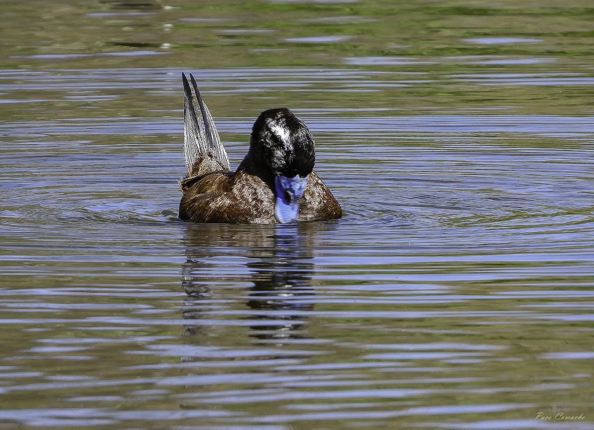 White-headed Duck - Paco Camacho