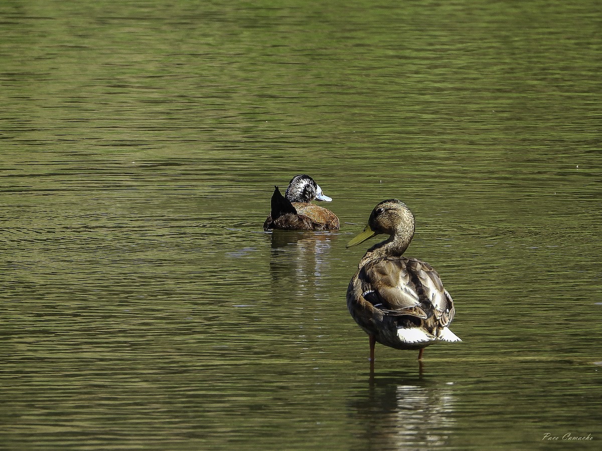 White-headed Duck - Paco Camacho