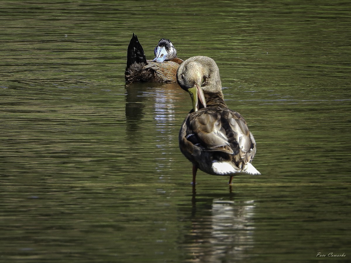 White-headed Duck - Paco Camacho