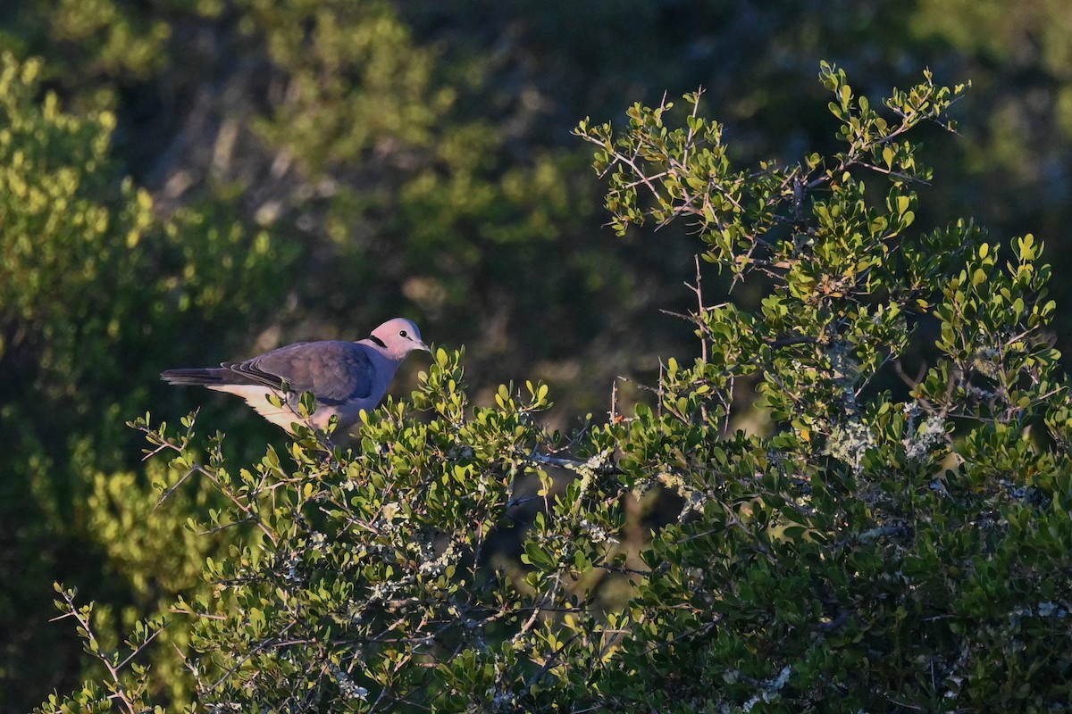 Ring-necked Dove - Marcelina Poddaniec