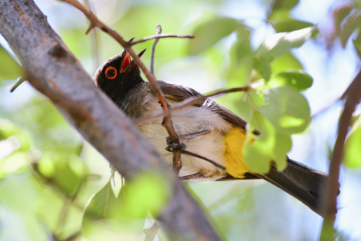 Black-fronted Bulbul - Cole Penning
