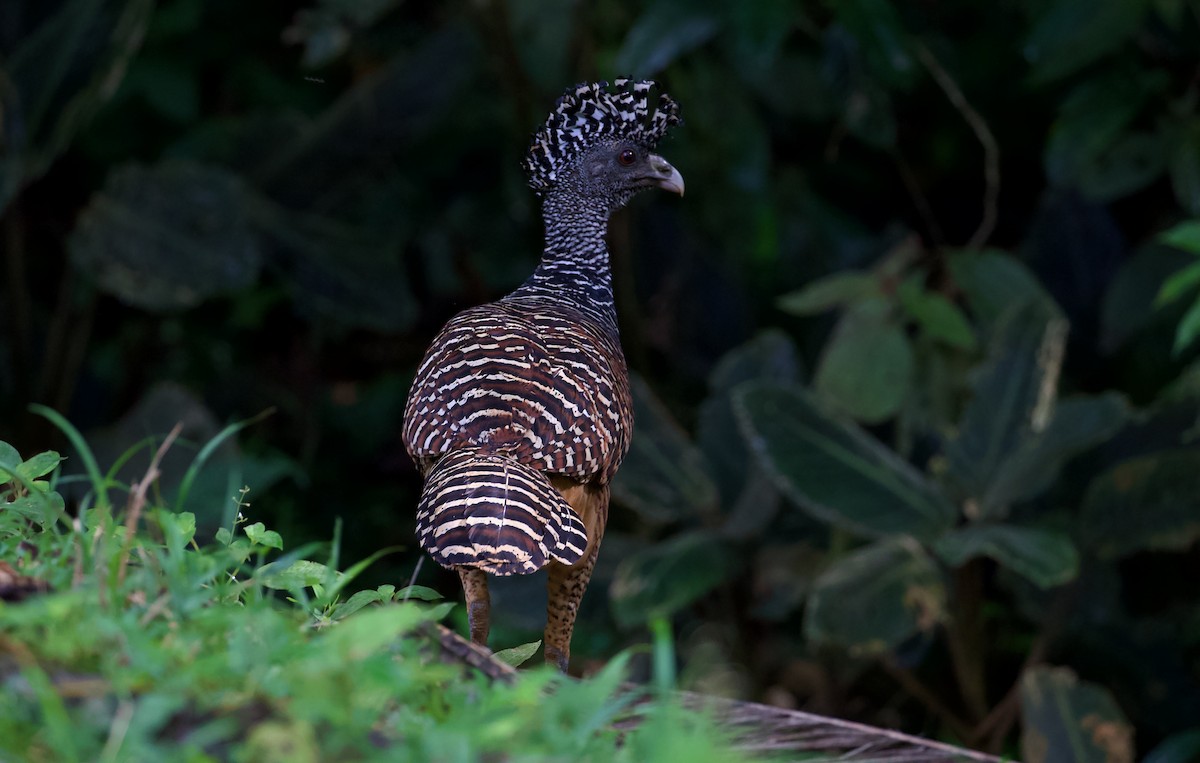 Great Curassow - David Brassington