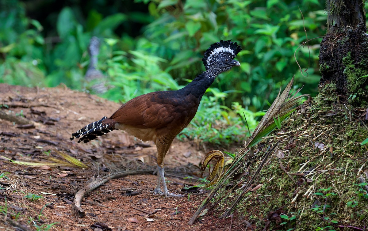 Great Curassow - David Brassington