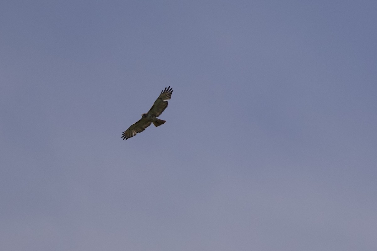 Red-tailed Hawk - Mimi Brenninkmeijer