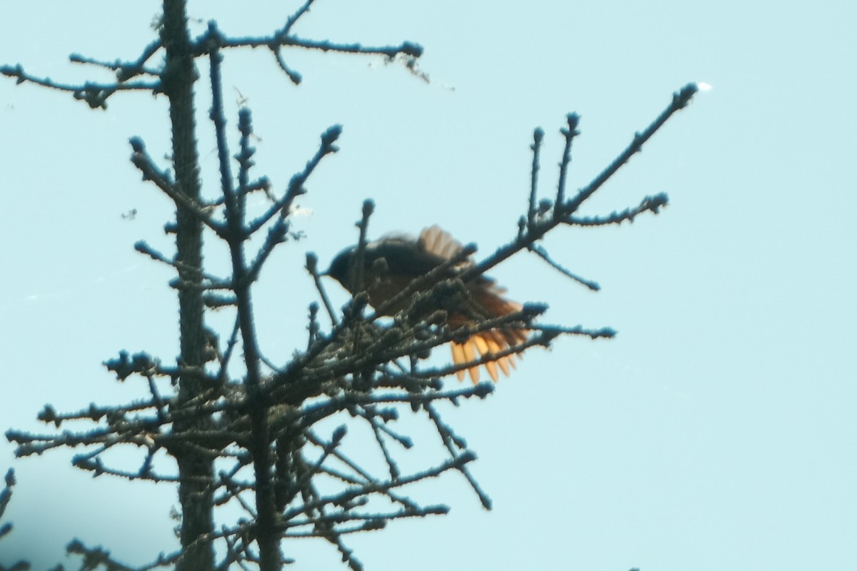 Common Redstart - ML619489628