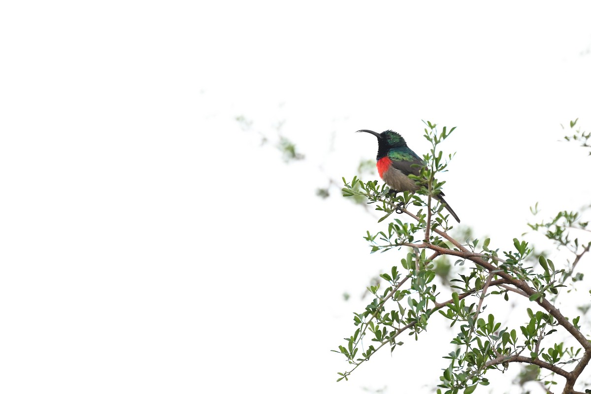 Greater Double-collared Sunbird - ML619489629