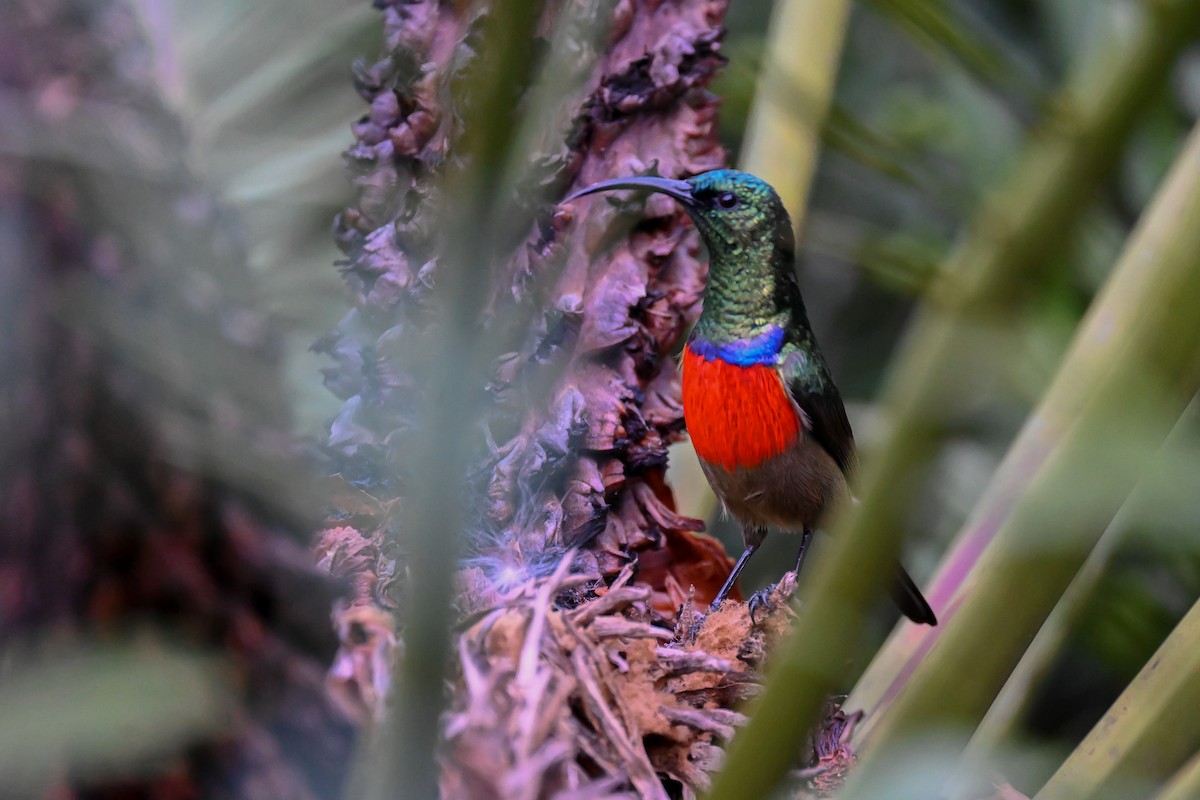 Greater Double-collared Sunbird - Marcelina Poddaniec