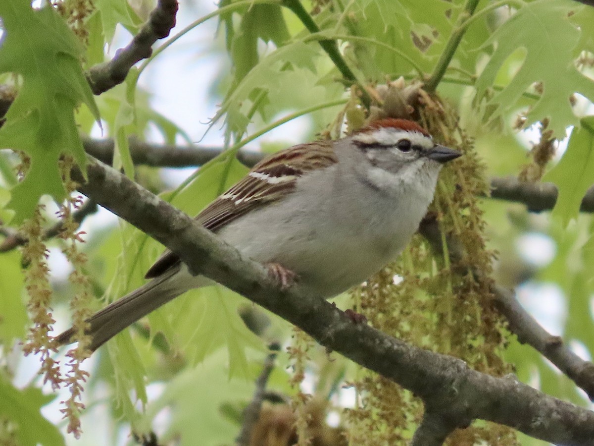 Chipping Sparrow - ML619489635