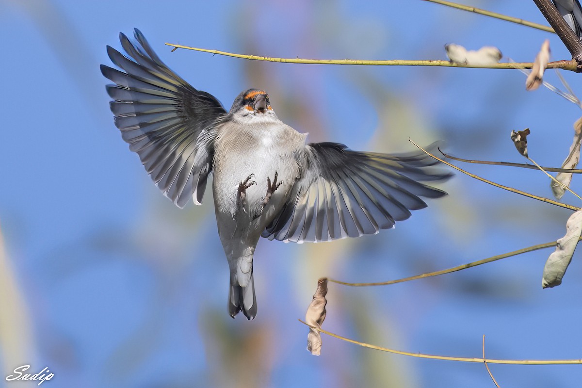 European Goldfinch - Sudip Ghosh