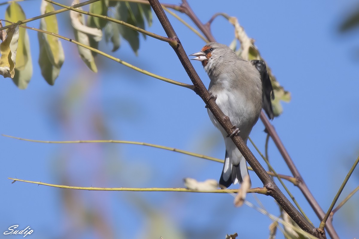 European Goldfinch - ML619489641