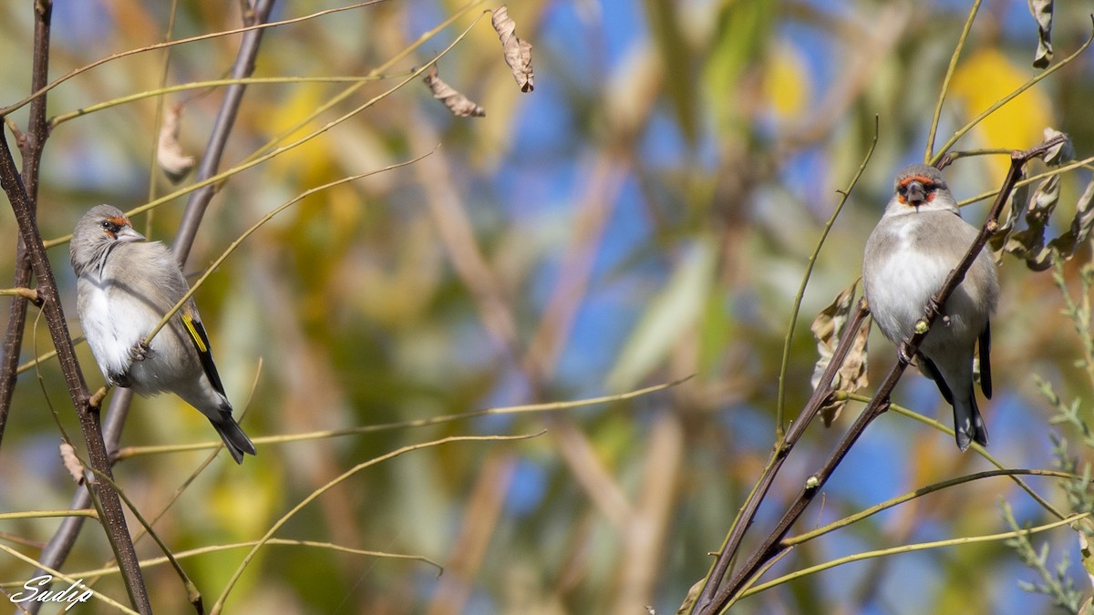 European Goldfinch - Sudip Ghosh