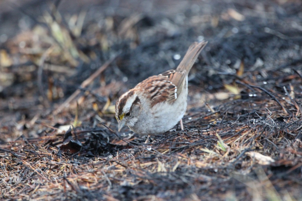 White-throated Sparrow - Jeff Smith