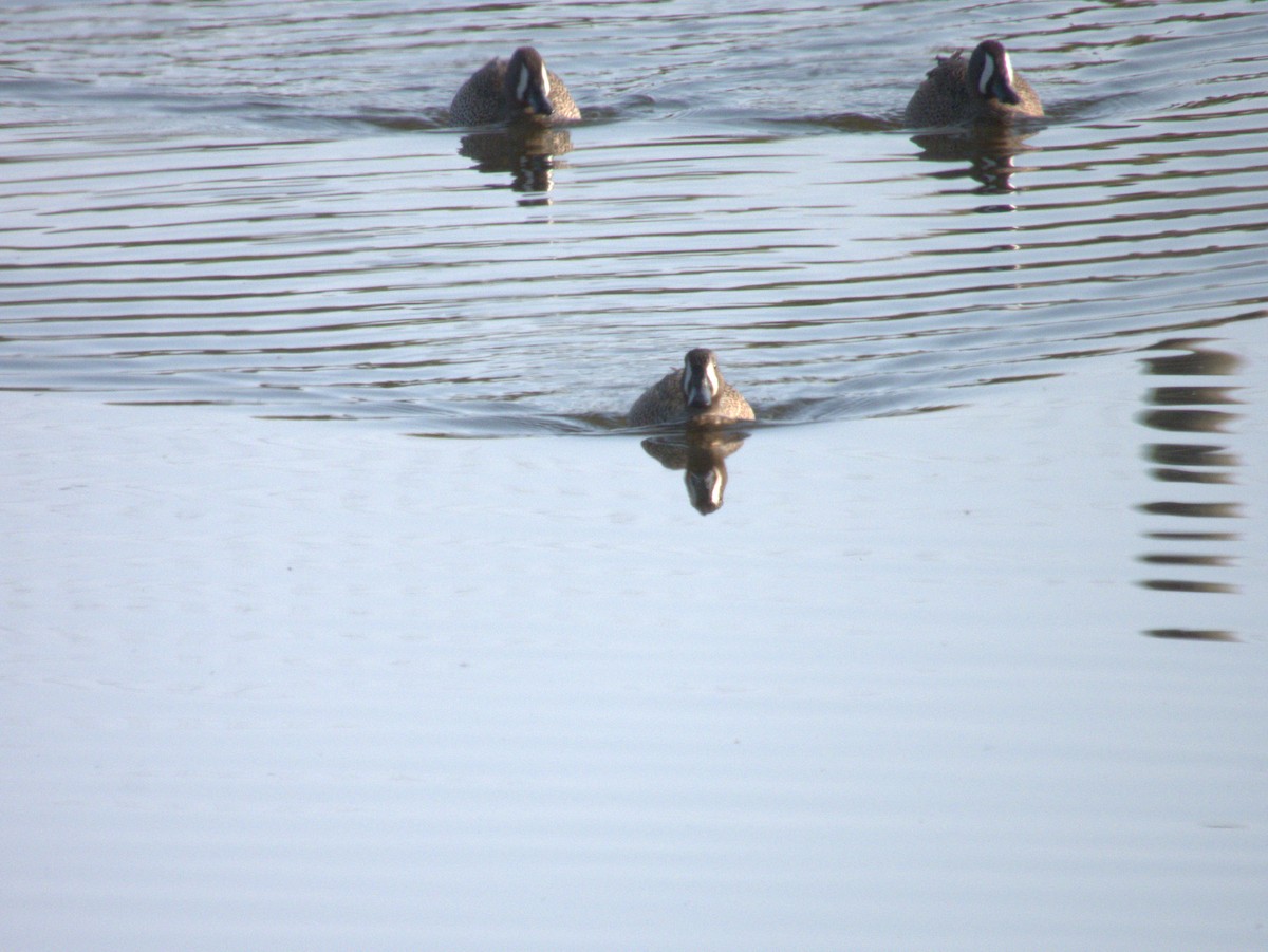 Blue-winged Teal - Vince Hiebert