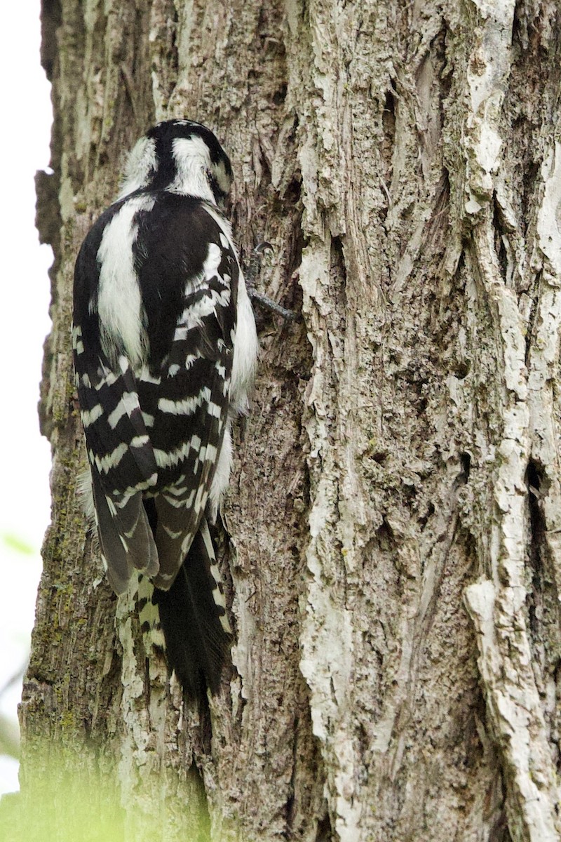 Downy Woodpecker - Mimi Brenninkmeijer