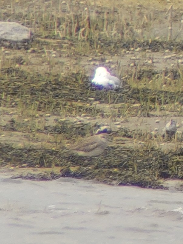 Black-bellied Plover - ML619489655