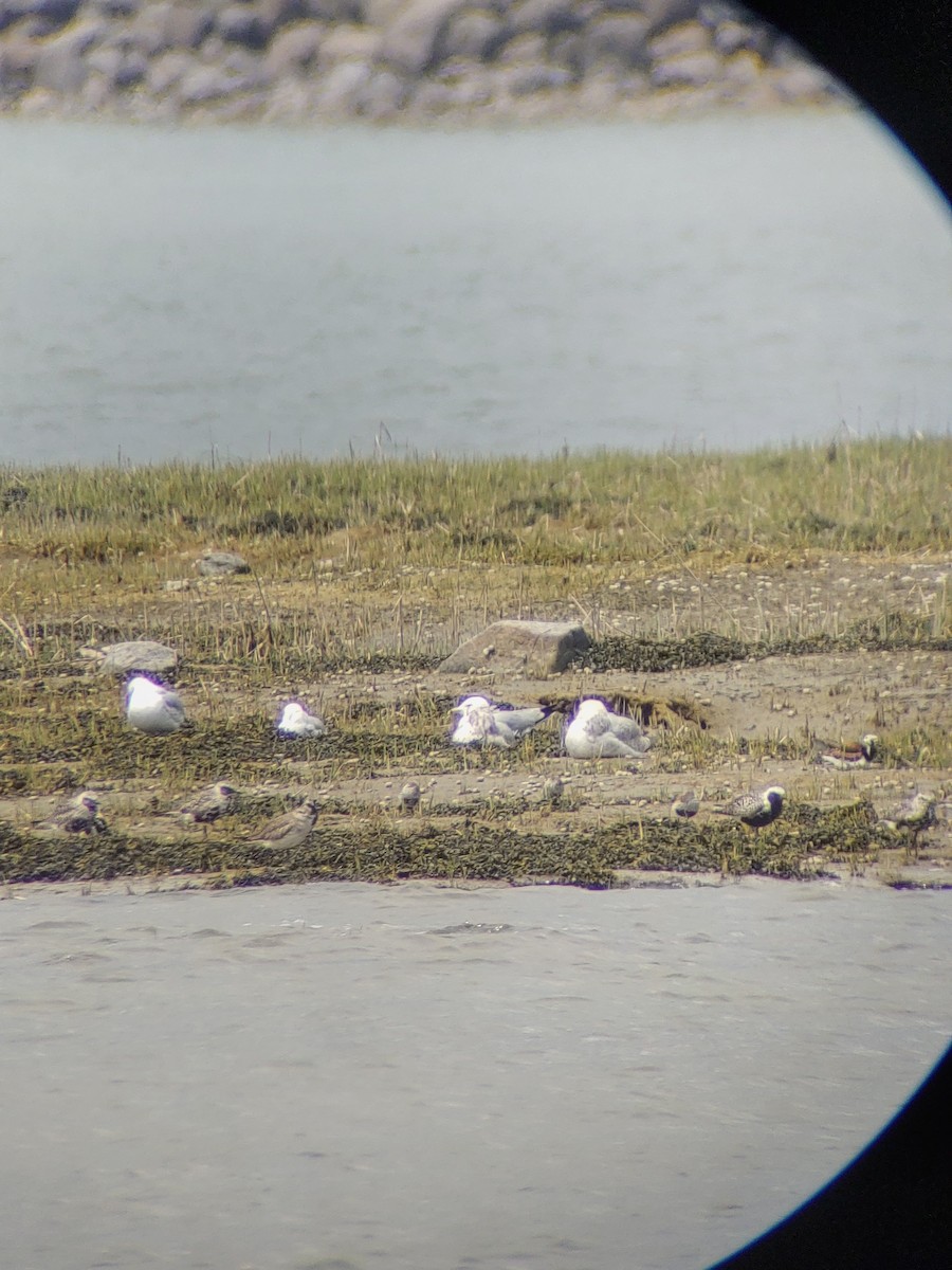 Black-bellied Plover - ML619489656