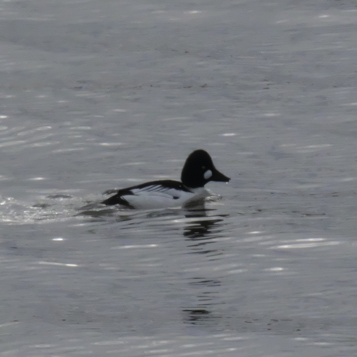 Common Goldeneye - Guillaume Charette