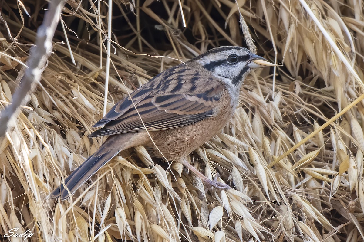 Rock Bunting - Sudip Ghosh